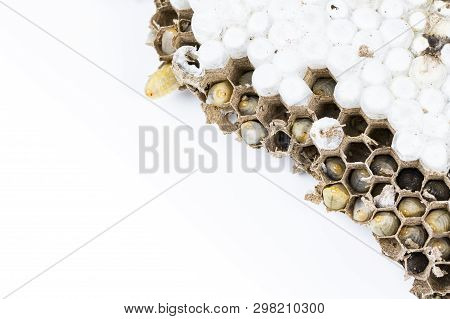 Close Up Of Asian Hornet Wasp Nest Honeycombed Insect Macro With Larva Larvae Alive And Dead On Whit