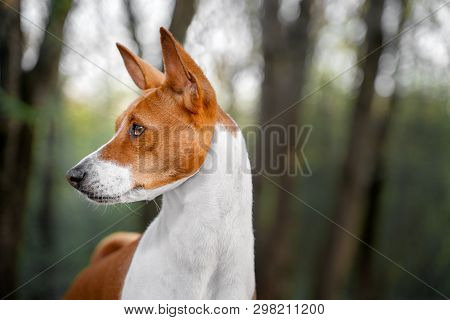 Portrait Of A Red Basenji Standing In A Summer Forest. Basenji Kongo Terrier Dog.