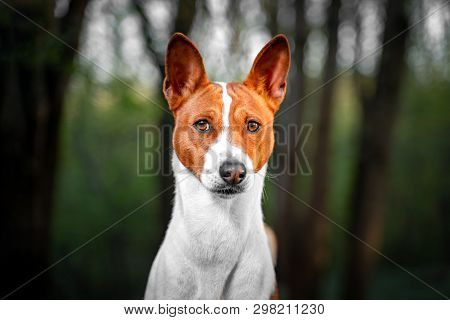 Portrait Of A Red Basenji Standing In A Summer Forest. Basenji Kongo Terrier Dog.
