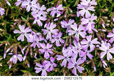 Pink Flowers Of The Styloid Phlox, The Top View