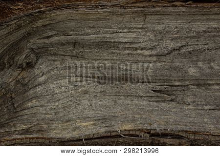 Gray Beautiful Wood Texture With A Non-smooth Surface. Forest Fantasy Background For Design