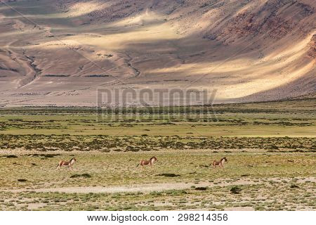 Tibetan Wild Ass or Kyang Equus Kiang on Changthang plateau in Ladakh, India