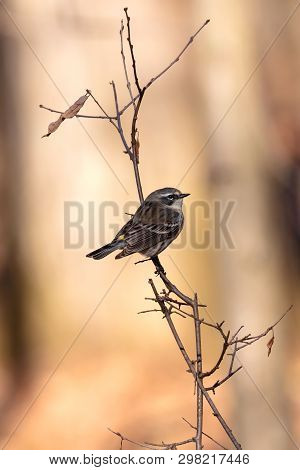 North American Bird  Yellow-rumped Warbler (setophaga Coronata) Perched On The Branch Tree
