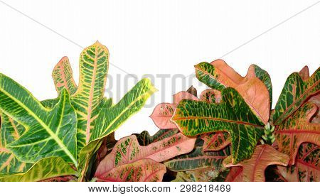 Foliage Of Codiaeum Variegatum. Croton Isolated On White Background. Beautiful Home Plant With Varie