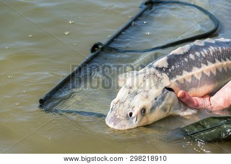 Fisherman Caught A European Sturgeon. Returns It Back.