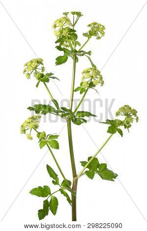 Blooming Alexanders plant isolated on white background closeup