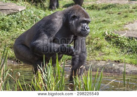 Gorilla Tries To Extract Something From The Water In Apenheul Monkey Park