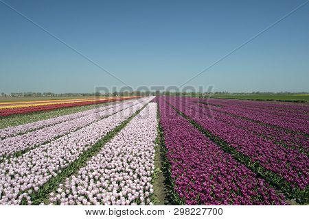 Landscape With Innumerable Colored Tulips In A Row In A Dutch Spring Landscape On A Sunny Day