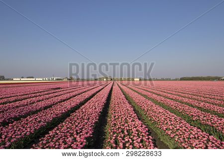 Landscape With Innumerable Colored Pink Tulips In A Row In A Dutch Spring Landscape On A Sunny Day