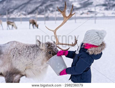 Little Girl In A Warm Winter Jacket Feeding Reindeer In The Winter, Tromso Region, Northern Norway