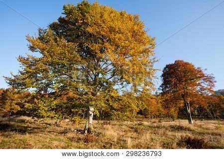 Trees In Autumn Season Background. Beauty In Nature. Autumn Lansdscape