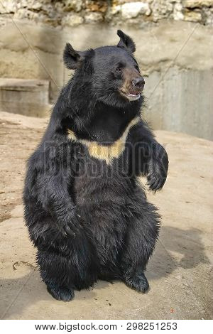 Himalayan Bear (lat. Ursus Thibetanus). On The Chest There Is Always A White Spot In The Shape Of Th