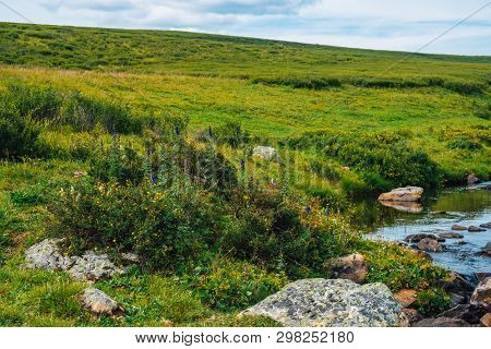 Bush With Blooming Yellow Flowers Of Silverweed Near Spring Water With Stones Close-up. Medical Plan