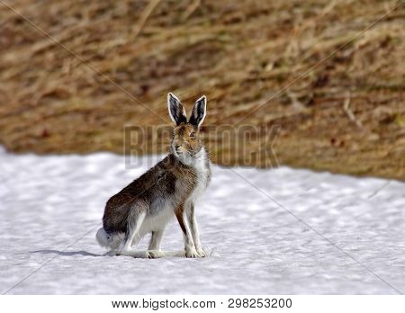 Hare-hare - Can Reach A Speed Of 70 Km/h. Hares (latin Lepus) - Genus From The Family Of Hares. Habi