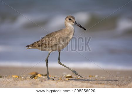 Young Willet Bird Walking On The Beach Searching For Food With Waves In The Background.