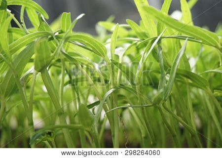 Close Up Ipomcea Aquatica Plant In Nature Garden