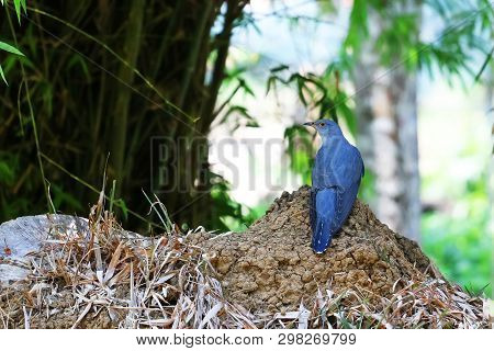 Cuckoo Birds In Tropical Forest Nature Background In Thailand.