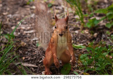 Orange Flurry Squirrel Stands On Its Hind Legs And Spread Its Front Paws For Hugs.  Sciurus, Tamiasc