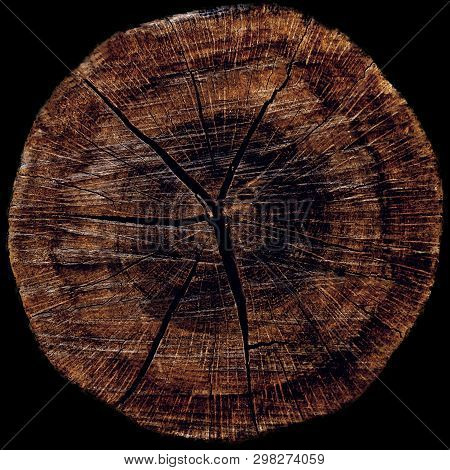 Cut Of A Tree As A Background Texture For Artists