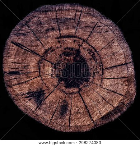 Cut Of A Tree As A Background Texture For Artists
