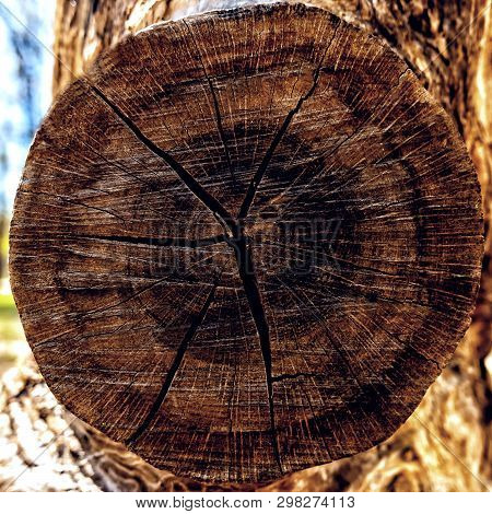 Cut Of A Tree As A Background Texture For Artists