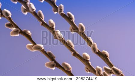 Willow Twigs Bloom In The Trees, Spring Has Come