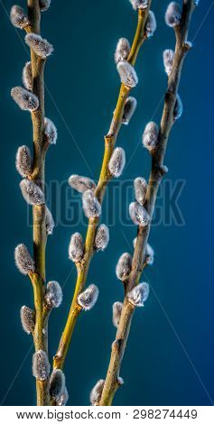 Willow Twigs Bloom In The Trees, Spring Has Come