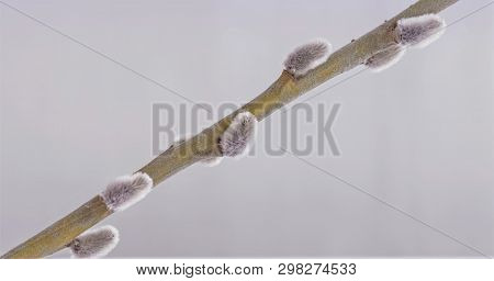 Willow Twigs Bloom In The Trees, Spring Has Come