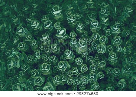 Green Grass Texture With Selective Focuse. Rosetta Stonecrop Or Sedum Rosetta. Beautiful Abstract Na