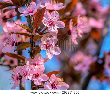 Flowers Bloom On Fruit Trees, Spring Has Come