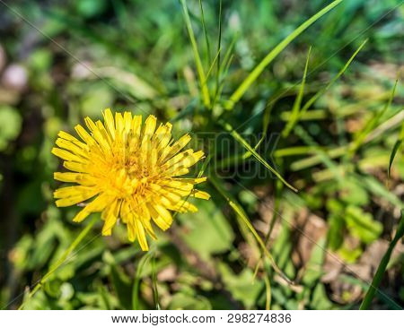 Yellow Flowers Bloom In The Trees, Spring Has Come