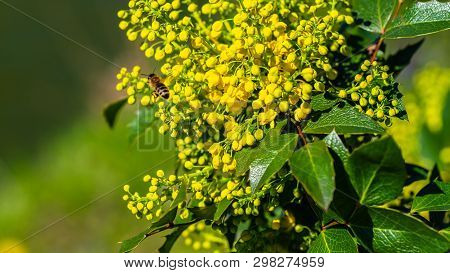 Yellow Flowers Bloom In The Trees, Spring Has Come