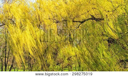 Yellow Flowers Bloom In The Trees, Spring Has Come