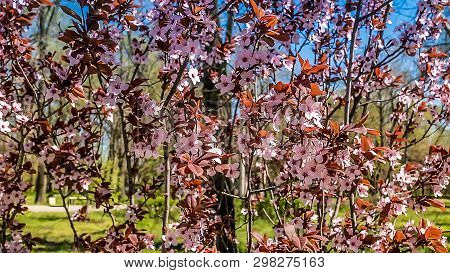 Yellow Flowers Bloom In The Trees, Spring Has Come