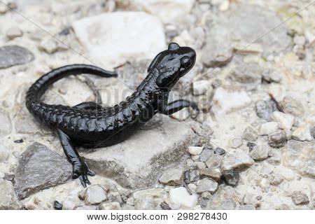 One Black Alp- Salamander On A Stone Background