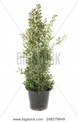 Callistemon Laevis In Front Of White Background