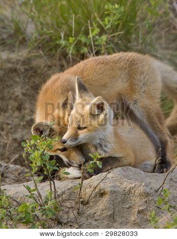 Nuori Fox Kit