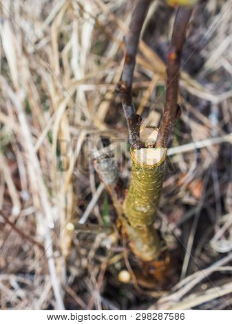 Inoculation In The Spring Of Apple Trees In Raspis. Crossbreeding