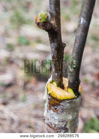 Inoculation In The Spring Of Apple Trees In Raspis. Crossbreeding