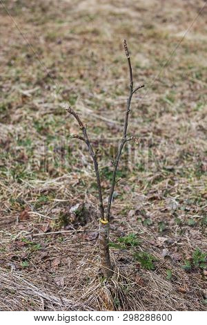 Inoculation In The Spring Of Apple Trees In Raspis. Crossbreeding