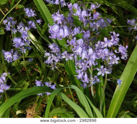 Glockenblumen