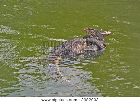 Láska Monitor ještěrky