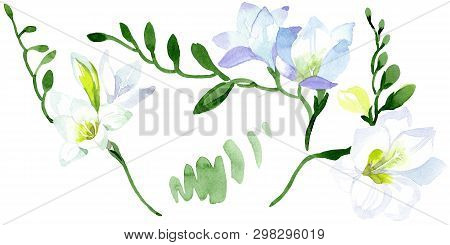 White Freesia Floral Botanical Flowers. Watercolor Background Illustration Set. Isolated Freesia Ill