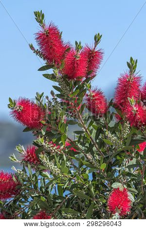 Red Callistemon In Bloom In The Garden