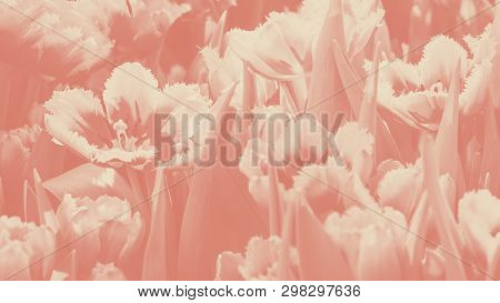 Many Bright Orange Red Tulip Flower Gusto Cultivar With Flowers And Green Leaf Background In Tulip F