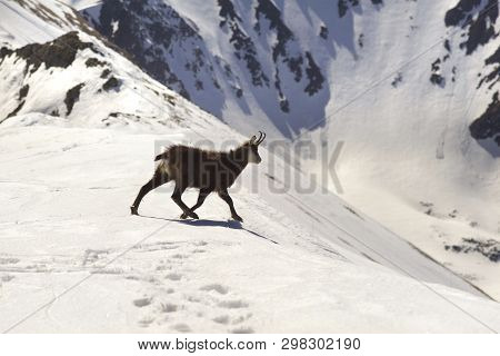 Tatras, Goats On Top