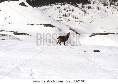 Tatras, Goats On Top