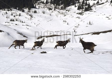 Tatras, Goats On Top
