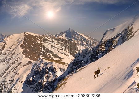 Tatras, Goats On Top