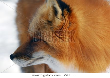 Rotfuchs